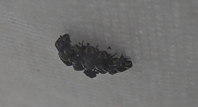 My stinkbugs are hatching!💖💖 https://t.co/72lyZadvrt