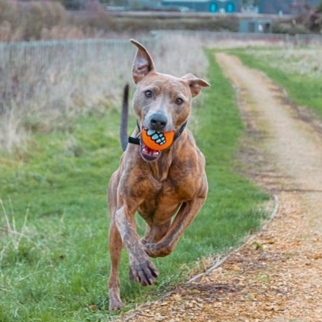 cotsdogscats's tweet photo. 🤣Copper when someone opens a bag of treats a mile away 🦴The ear!!! 🤣🤣
#foreverhome #cotsdogscats #rescuedog #dogs #rescuedogsoftwitter #dogsoftwitter #rescuebestbreed #adoptdontshop #adoptable #lurcher #bullbreed https://t.co/QAeif0iPvU