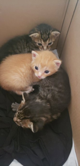 We just got a box of abandoned kitties, Michelle and i will be keeping 2, the other is Sara's This should