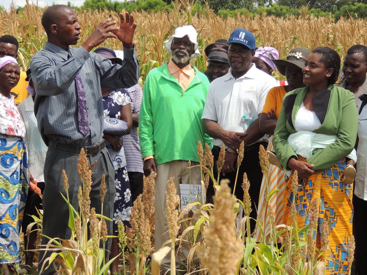 RAIZ_project's tweet photo. Great success for the 1st #RAIZ field day organized in Murehwa 🇿🇼 @euinzim ! @RegisChikowo @UZimbabwe @isaiah_nyagumbo @CIMMYT @Cirad Hundreds of farmers together with extension services @AgritexS &amp; many other stakeholders @MoLAFWRD_Zim  #sustainableintensification #climatechange https://t.co/3FkL4sT2Yp