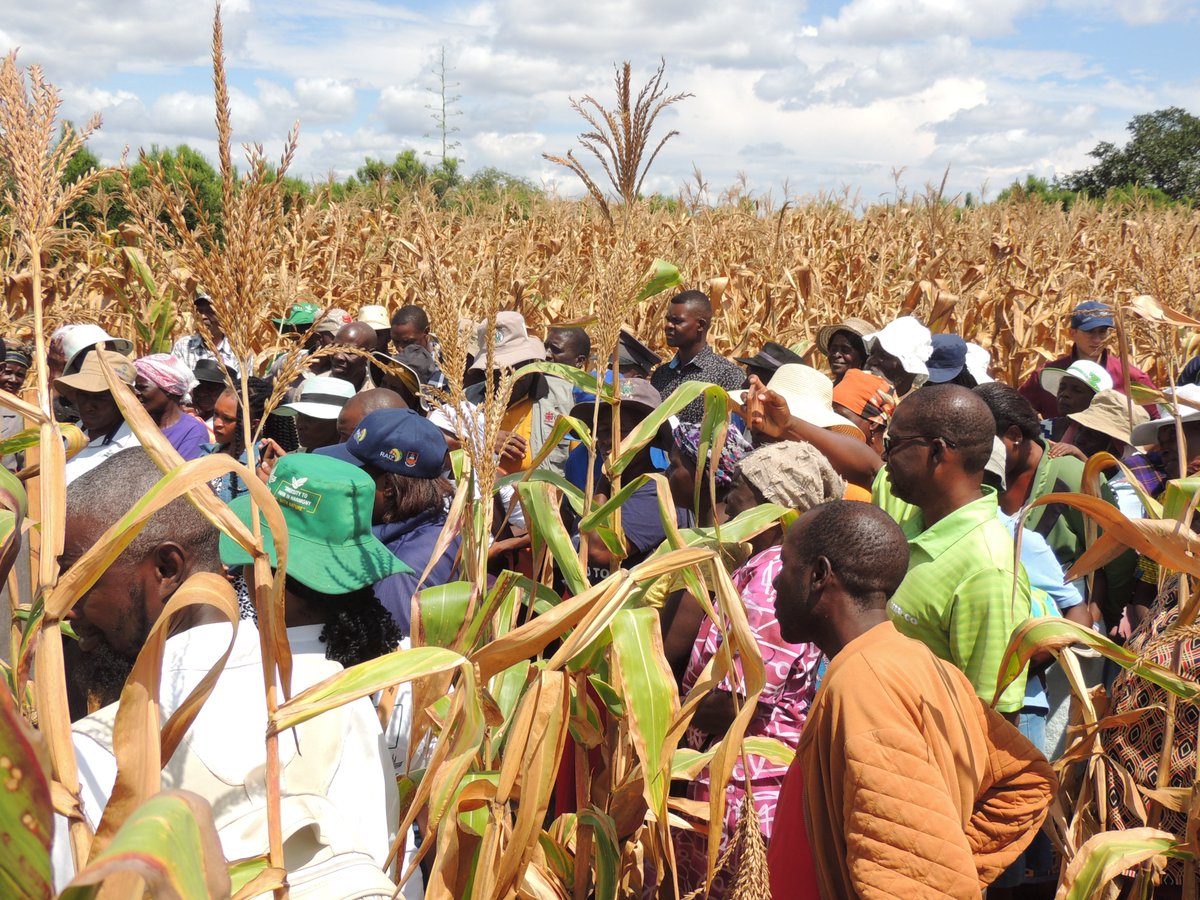 RAIZ_project's tweet photo. Great success for the 1st #RAIZ field day organized in Murehwa 🇿🇼 @euinzim ! @RegisChikowo @UZimbabwe @isaiah_nyagumbo @CIMMYT @Cirad Hundreds of farmers together with extension services @AgritexS &amp; many other stakeholders @MoLAFWRD_Zim  #sustainableintensification #climatechange https://t.co/3FkL4sT2Yp