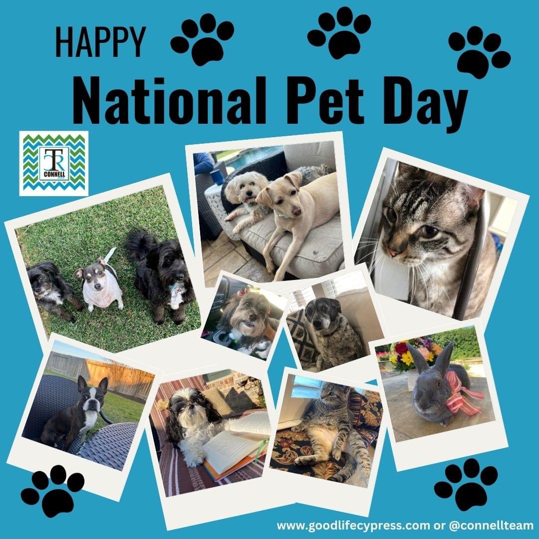Connellteam's tweet photo. Cats, dogs, bunnies, and even birds, all of our furry friends are celebrated today!!! Take time to spoil your furry babies.
Post pics of your pets in the comments! We would love to see your furry friends.
#ConnellTeam #goodlifecypress #nationalpetday2023 #BHGRE #GaryGreene https://t.co/PzLG2t21XA