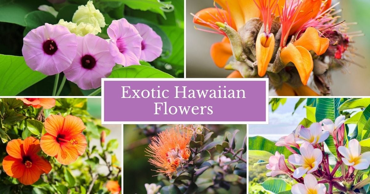 🌸🌺 Discover the beauty of Hawaii's most beloved and iconic floral varieties! 🌴 Enjoy their exquisite beauty and bring a touch of the tropics to your garden. #HawaiianFlowers 🌴
buff.ly/41aRy42