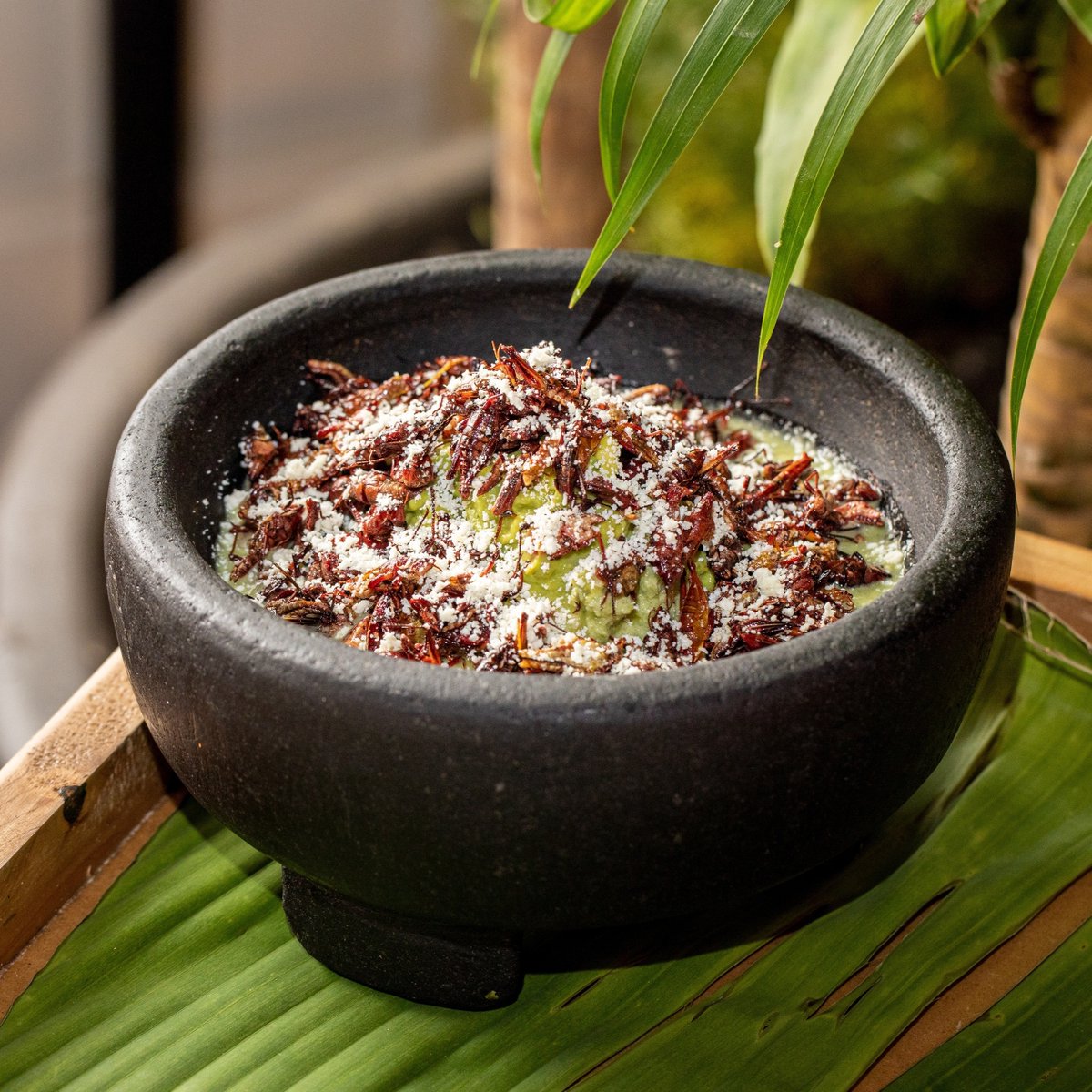 Dale un sabor diferente a tu martes...
¿Ya probaste nuestro molcajete de chapulines? ¡Te va a encantar!