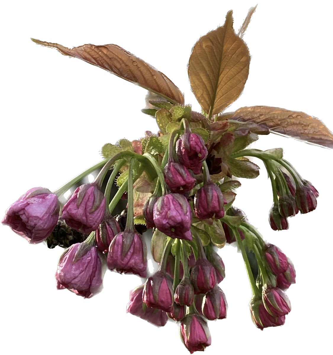 fifi3chui_'s tweet image. Playing with #phonetechnology #iphone #apple