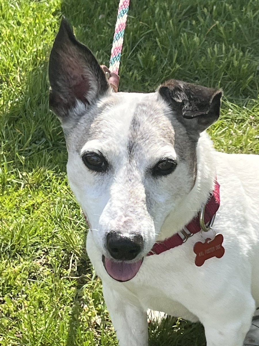 Rohan_Ramdas's tweet image. My new dog!