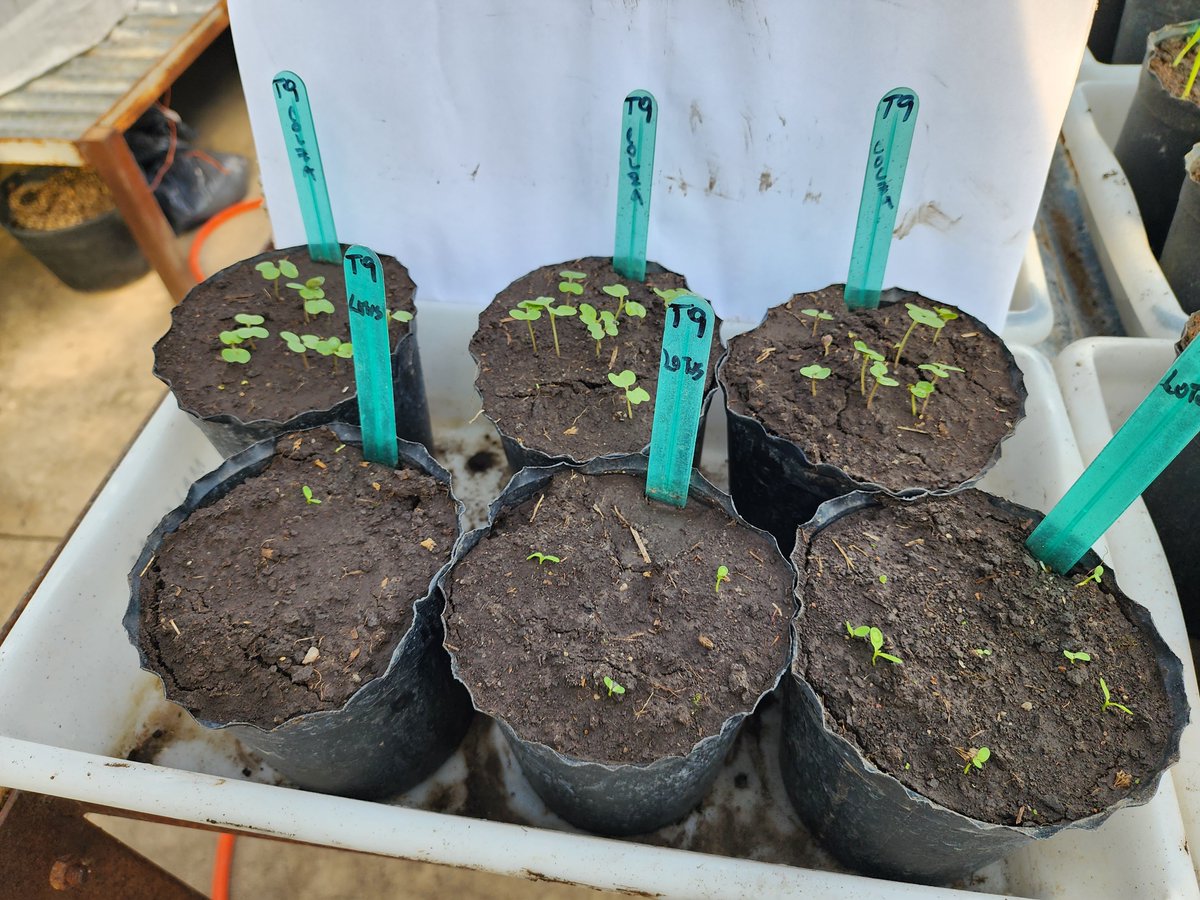 MalezasU's tweet photo. 6/7 ...continua Día 6 del bioensayo. Las cuatro especies sembradas sobre suelo con T9 = Picloram y T10 = Testigo https://t.co/hUGiv3IwrV
