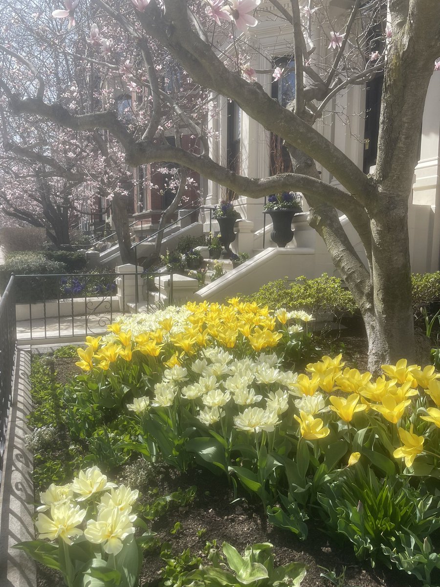 So many lovely sights around Back Bay on this spring afternoon!

#spring #flowers #beautifulboston #SpringVibes #springflowers #backbay #commonweathavenue #springcolors #afternoonstroll #Blossomwatch #springtime