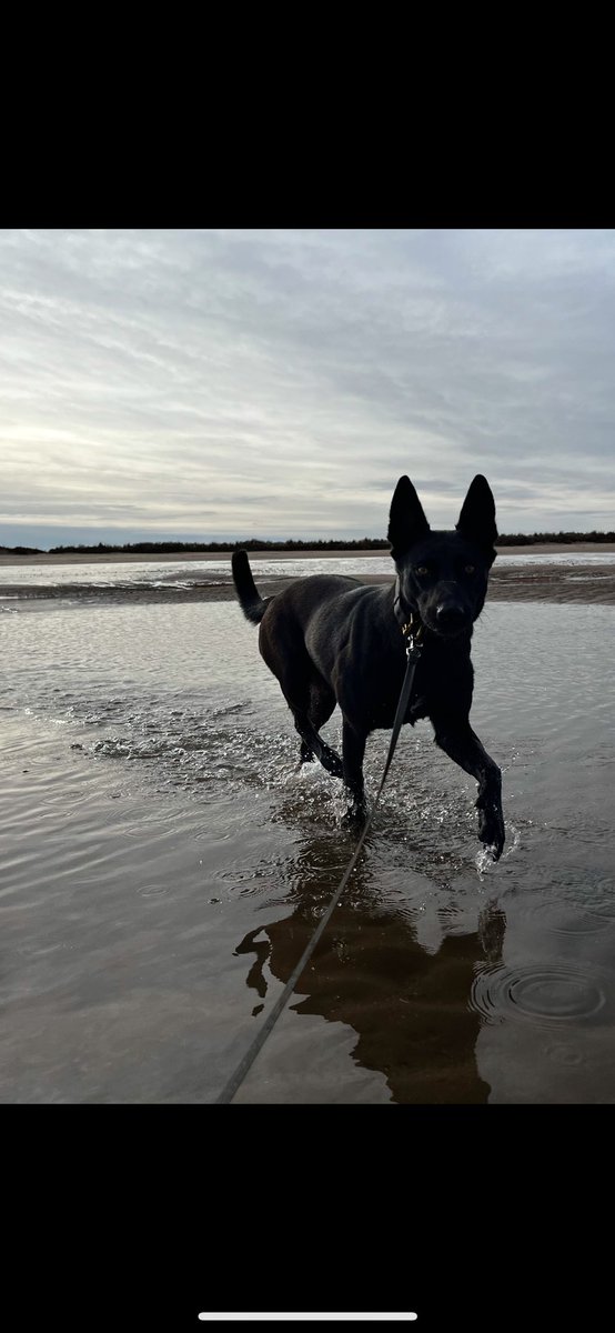 Great team work with @LincsPoliceOps and @CambsCops A stolen vehicle failed to stop for officers. The two males decided to take their chances on foot. One male quickly detained by officers and the second tried to hide from PD Shadow. A short time later, two in custody! 🙌🏼