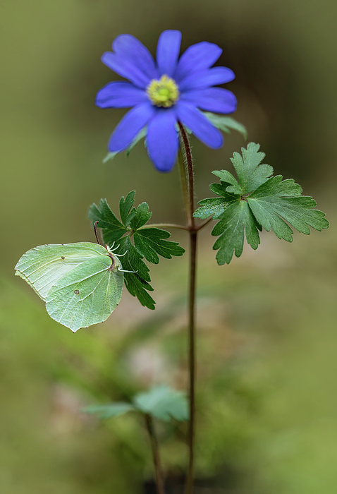 JarekBlaminsky's tweet photo. New artwork for sale! - "Blue anemone" - https://t.co/1tQgplDo5e @fineartamerica https://t.co/dRvuawTJE3
