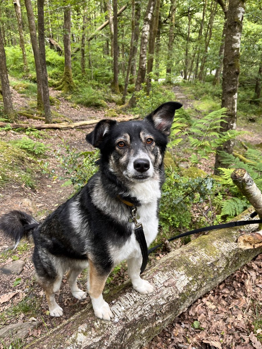 Our boy Wilfrid, a Romanian rescue previously named ‘Alan’ 🤎@invincibles1881 

#NationalPetDay
#romanianrescuedog