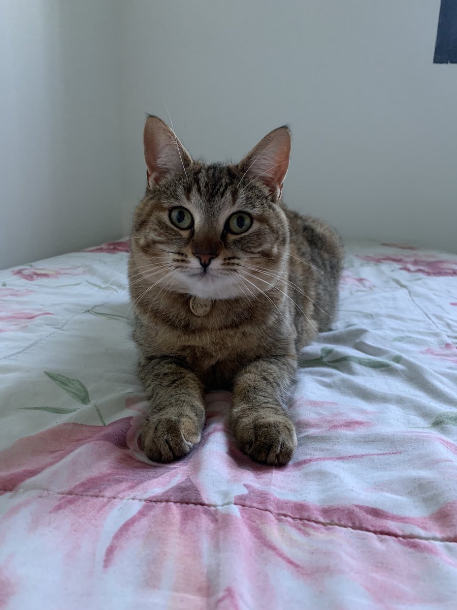 esthermurillo_'s tweet photo. Se ha perdido mi gata por la zona de detrás del Torruco, en Villanueva de la Serena. Atiende al nombre de Duna. Por favor si alguien la ve que contacte conmigo. COMPARTID POR FAVOR https://t.co/fYbrIs1YDy