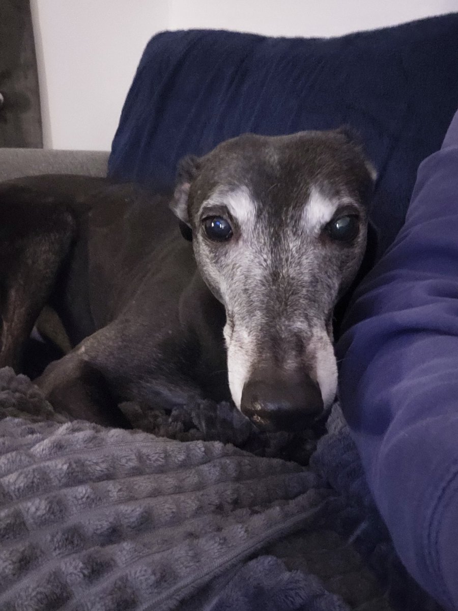 Polly1922's tweet photo. #NationalPetDay #greyhound #furbaby #champ https://t.co/BbzIswC3xD