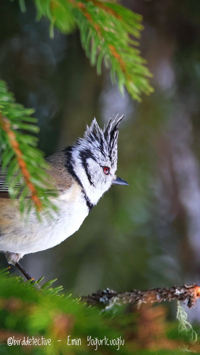 birddetectiveTR's tweet photo. Fotoğrafları açarsanız Avrupa’nın en karizmatik kuşlarından birini göreceksiniz. Türkiye’de yaşamayan Tepeli Baştankara. Bugün İsviçre ormanlarında denk geldim. En sevdiğim baştankara türlerinden biri. https://t.co/h04o4sxwWM
