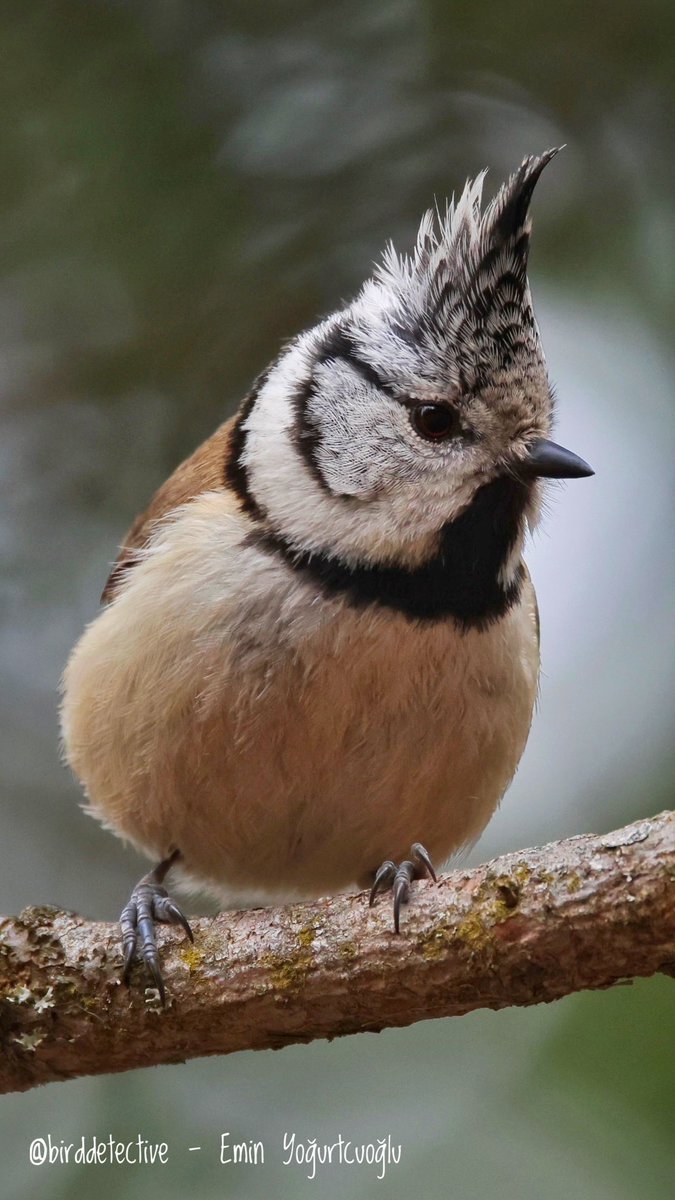 birddetectiveTR's tweet photo. Fotoğrafları açarsanız Avrupa’nın en karizmatik kuşlarından birini göreceksiniz. Türkiye’de yaşamayan Tepeli Baştankara. Bugün İsviçre ormanlarında denk geldim. En sevdiğim baştankara türlerinden biri. https://t.co/h04o4sxwWM