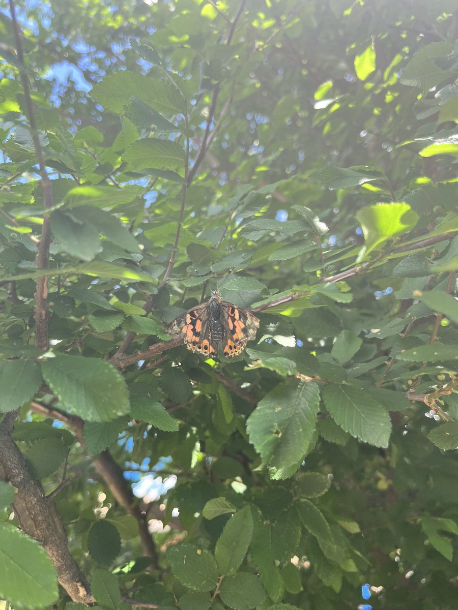 Maricela Velez tweet media