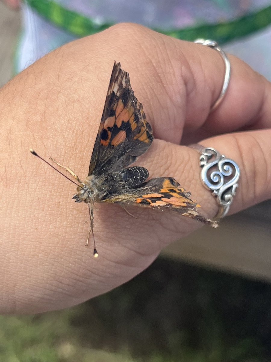 Maricela Velez tweet media