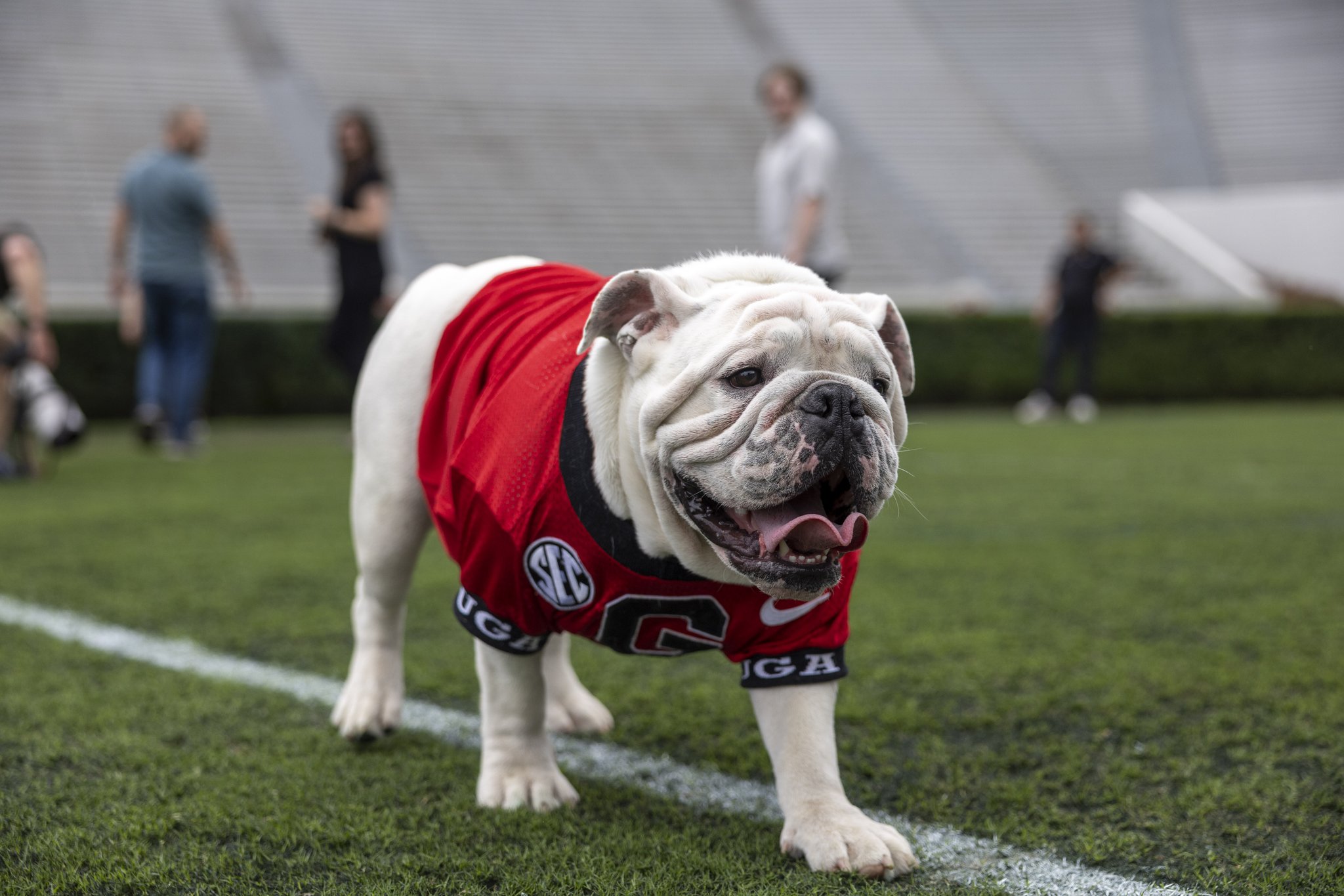 UGA on X: A new era begins. 👑 We are excited to welcome Boom to Sanford  Stadium on Saturday as he officially puts on the collar and becomes Uga XI  at G-Day! #