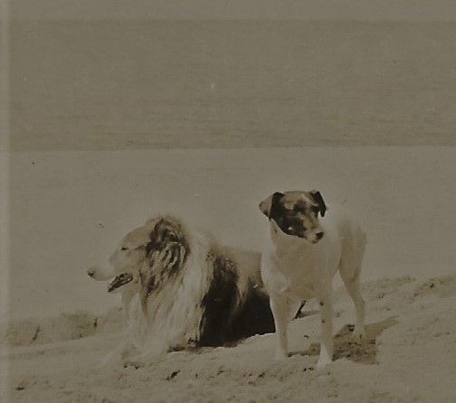 Michiganography's tweet photo. Fifty years of very good #MichDogs at the cottage, 1926-1976. Pal, Laddie, Buccaneer, and Blue. 

#NationalPetDay2023 https://t.co/CBDdWAywrn