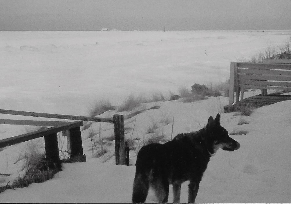 Michiganography's tweet photo. Fifty years of very good #MichDogs at the cottage, 1926-1976. Pal, Laddie, Buccaneer, and Blue. 

#NationalPetDay2023 https://t.co/CBDdWAywrn