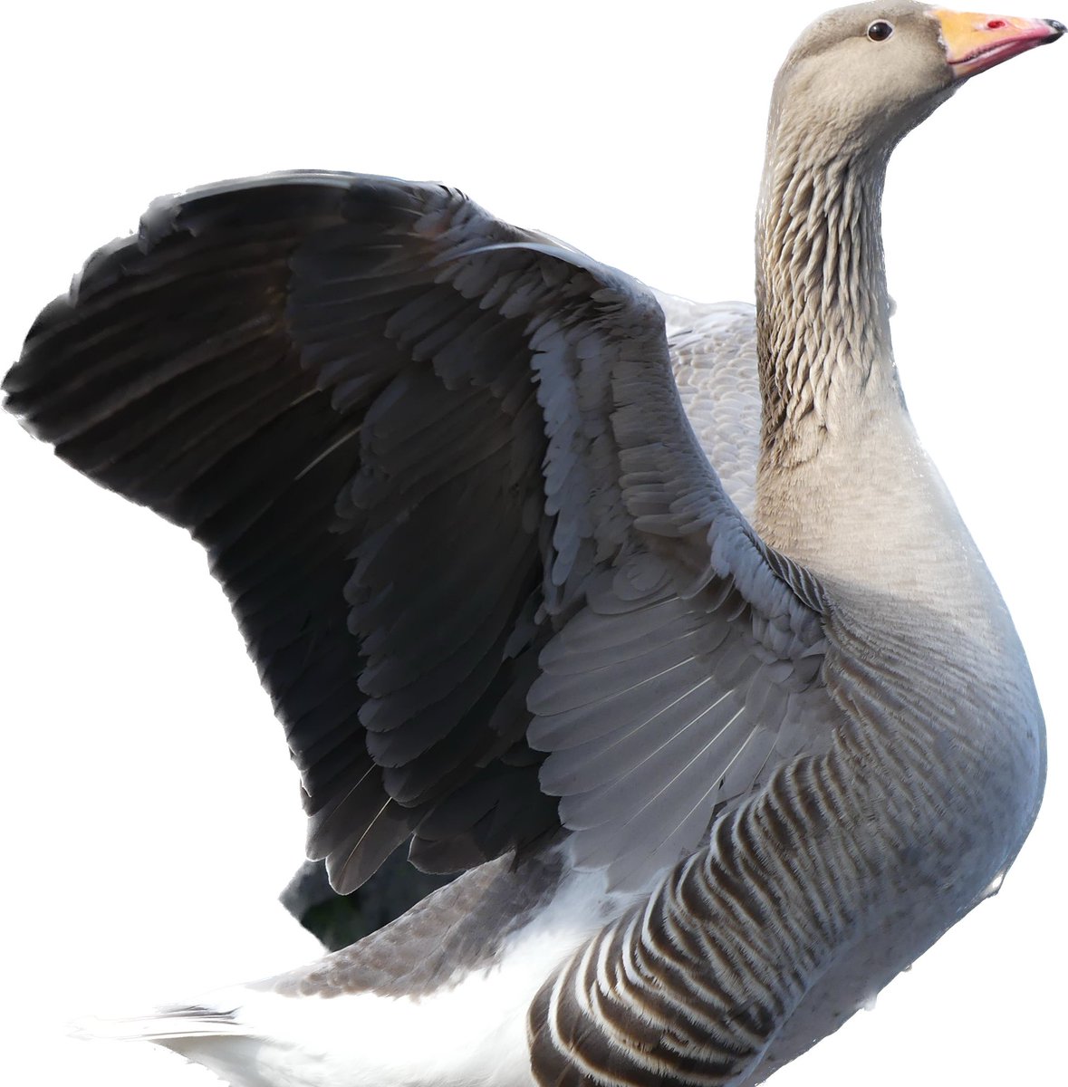 JoshsWildlife's tweet photo. Greylag geese at @EtherowPark #Etherow #Cheshire #geese https://t.co/TDdy5myscX