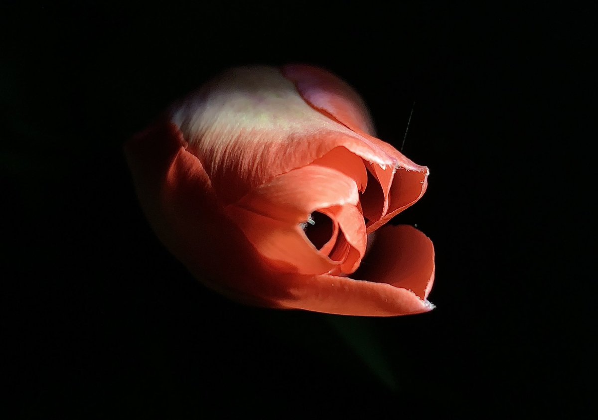 So, es hat sich ausgetwittert. Nachdem ich festgestellt habe, dass die #betthupferlbild|er drüben auf Mastodon von mehr (und den richtigen) Leuten wahrgenommen und gewürdigt werden, fällt auch der letzte Grund für Twitter weg: Die persönliche Eitelkeit. Man sieht sich drüben?
