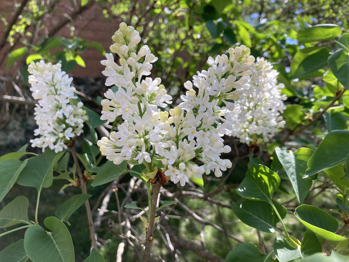 If I could tweet a smell…. 
Very early for lilac.