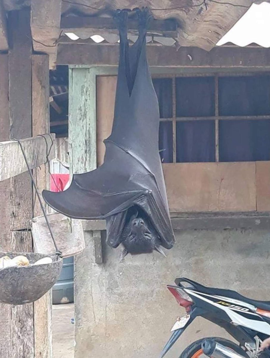 El murciélago más grande del mundo.

El zorro volador filipino (Acerodon jubatus) es un murciélago megaquiróptero de la familia Pteropodidae. Esta especie es endémica de Filipinas.

Estos animales suelen posarse en árboles de madera dura, en los bordes de los acantilados o en