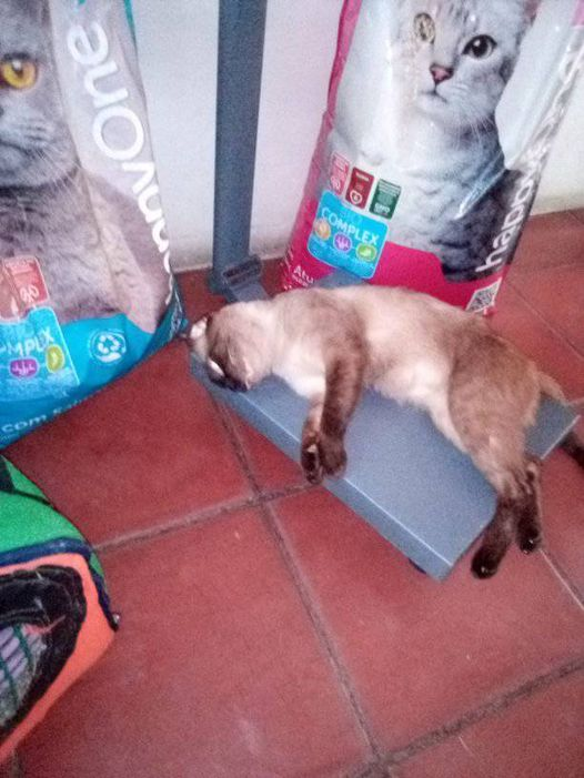 Alberguenieves's tweet photo. A DURAS PENAS CONSEGUI EL DINERO PARA LA ESTERILIZACION DE PABLITO @pablitodueno PERO GRACIAS A DIOS LO LOGRE AYER LUNES 10 DE ABRIL FUE OPERADO Y YA HOY ESTA PERFECTAMENTE https://t.co/DpLZkbw1Jq