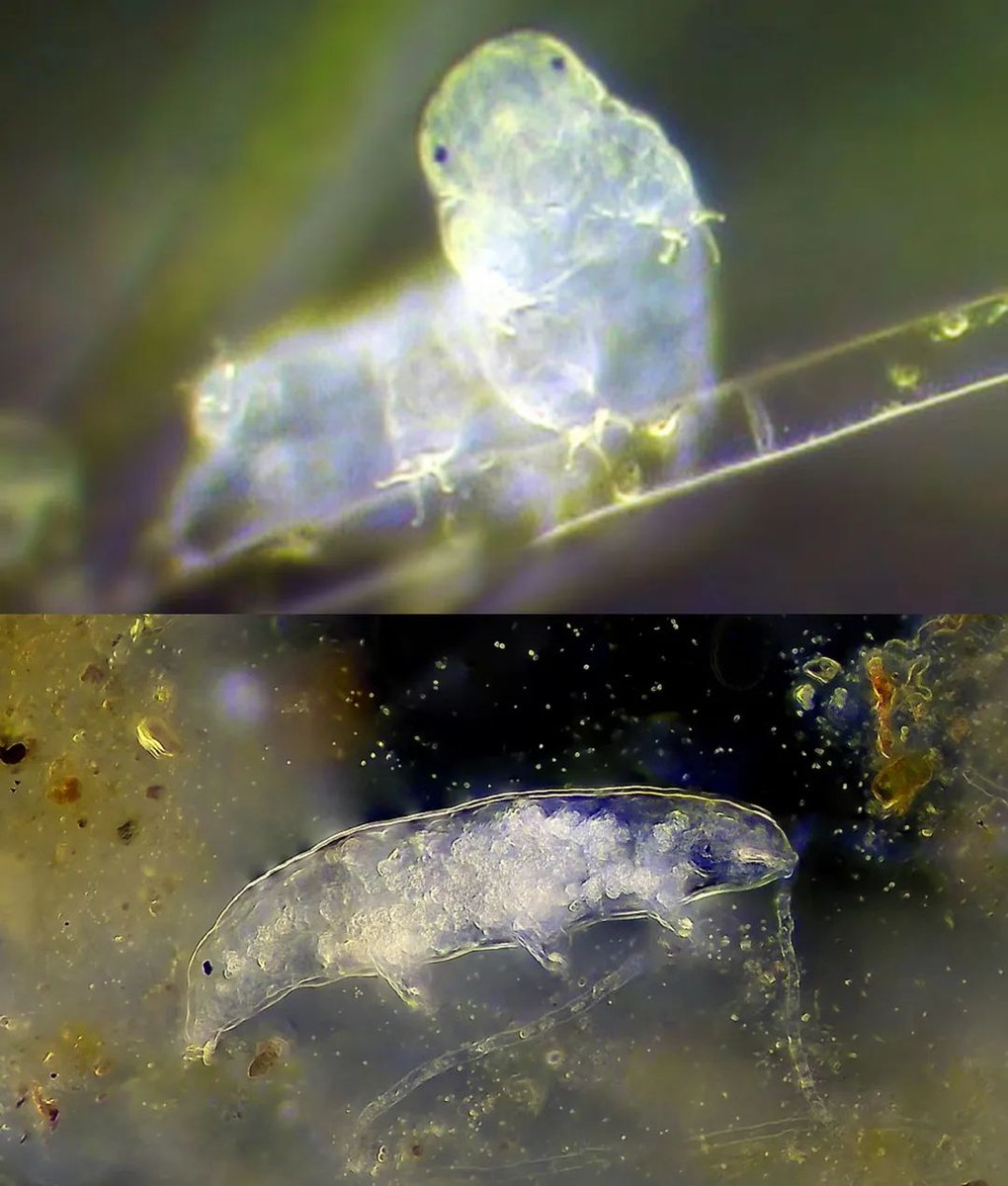 InformaCosmos's tweet photo. El ser vivo más resistente del planeta.

Los tardígrados pueden sobrevivir congelados a -272°C, expuestos al espacio exterior y a una dosis de rayos X 500 veces superior a la que mataría a un ser humano. 

En otras palabras, la criatura puede soportar condiciones que ni siquiera existen en la Tierra.

Esta resistencia de otro mundo, combinada con su aspecto entrañable, ha convertido a los tardígrados en los favoritos de los científicos. 

Pero más allá de eso, los investigadores se fijan en estos animales microscópicos, para aprender a preparar a los humanos para soportar los viajes espaciales.

Cuando un tardígrado se seca, sus células expulsan varias proteínas extrañas que no se parecen a nada que se encuentre en otros animales. 

En el agua, las proteínas son blandas. Pero a medida que desaparece el agua, las proteínas se autoensamblan en fibras largas y entrecruzadas que llenan el interior de la célula. 

Al igual que los cacahuetes de poliestireno, las fibras sostienen las membranas y las proteínas de las células, evitando que se rompan o se desplieguen.

La indestructibilidad del tardígrado se deriva de sus adaptaciones a su entorno, lo que puede parecer sorprendente.