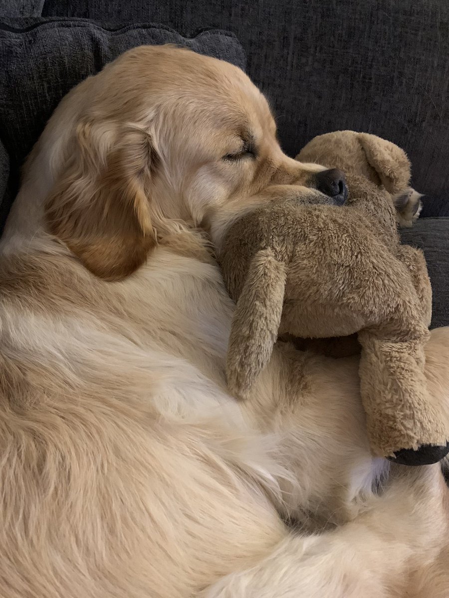 hjferg's tweet photo. Difficult and busy days at work made better by this sleepy like sausage wanting cuddles with his puppy. He is the antidote to a busy calendar at the mo! https://t.co/fbxFgyw44i