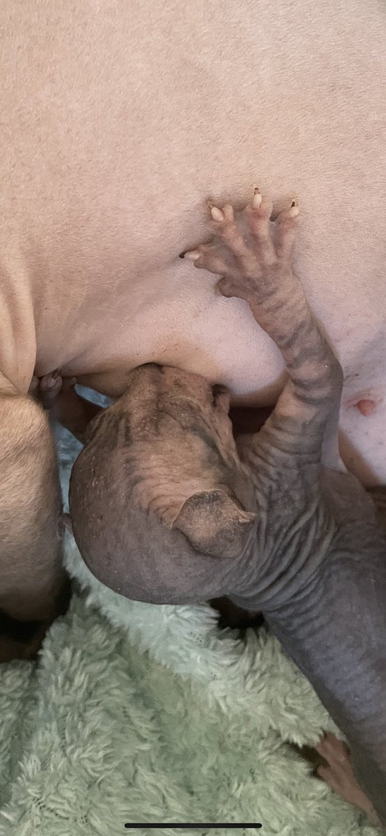 PotdcolleV's tweet photo. Que y a un potit #sphynx qu’il est tout rayé ! Peut être qu’il croit qu’il est un tigre ! Sinon les 4 bébés ils réclamiaulent encore et toujours ! https://t.co/LeCiJX4tMm