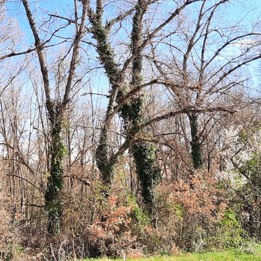 Haiku1 per la igualtat #SantJordICS
<a href="/icscat/">ICS. Generalitat</a>
   Com l'heura abraça
l'arbre fins la capçada,
        vida trenada.