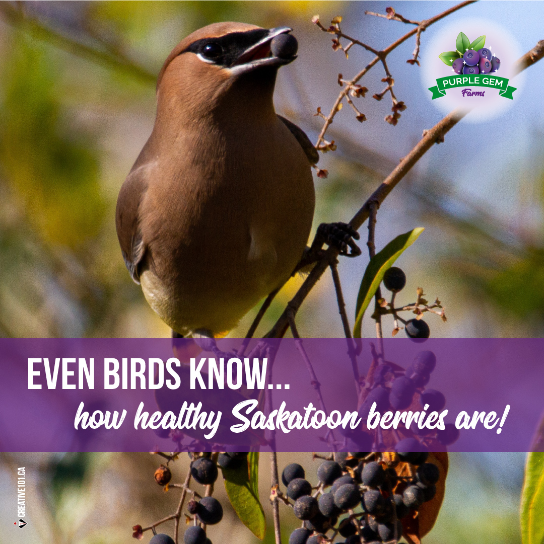 FUN FACT: Saskatoon berries have 'polyphenols' - powerful antioxidants and antiaging qualities. This may help with inflammation caused by many diseases. 

Help out your body &amp; enjoy these 'super' berries! 😋👍💜

#SaskatoonBerries #LeducBusiness #BerriesRetail #NaturesLittleGem