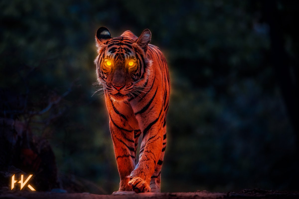Daniel_Designns's tweet photo. Gloger✨🐅
He lights his path where ever he goes 💨✨ #digitalart #graphicdesign #nature #animals #tiger #glow #gloweffect #design #hkdesign https://t.co/OD1AUdlUGn