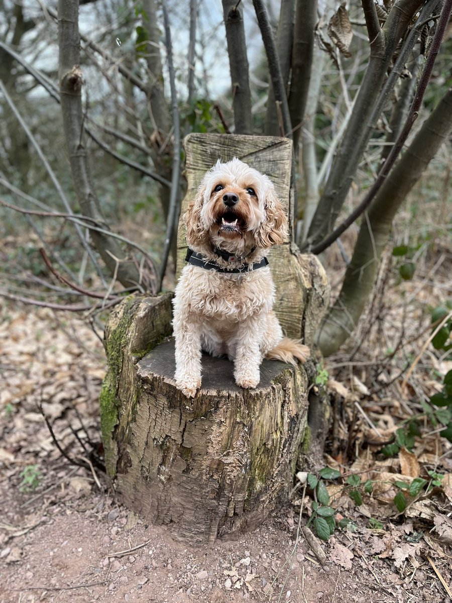 mrs_t_25's tweet photo. @CotteridgeS My beautiful Poppy on her throne at Kinver Edge 🐕 https://t.co/7izoslZp4u