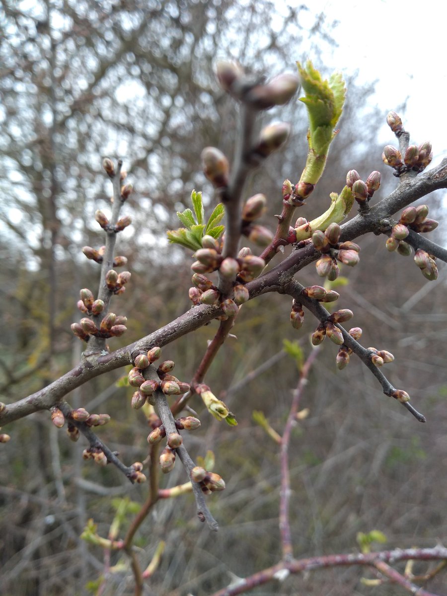 earlybird tweet media