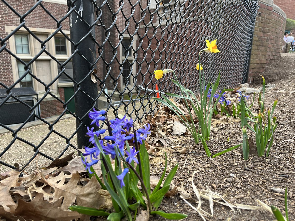 DriscollPTO's tweet photo. First signs of spring outside Driscoll! https://t.co/sGs7hDpQMS