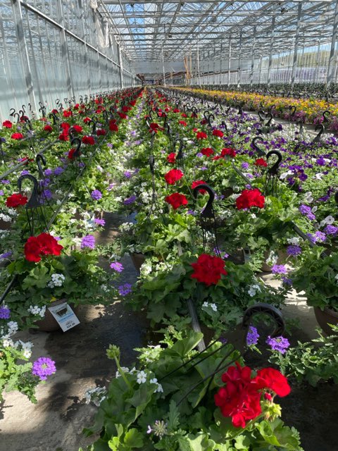 Montpelier, VA is working hard to grow and ship you the best of the best.  These hanging baskets are heading into your local Home Depot. Stop by and see what inspires you today! Great job team Bell &amp; thank you! #spring2023 #plants #gardening <a href="/brettguthrie8/">Brett</a> <a href="/brianfrombell/">Brian Harrison</a>