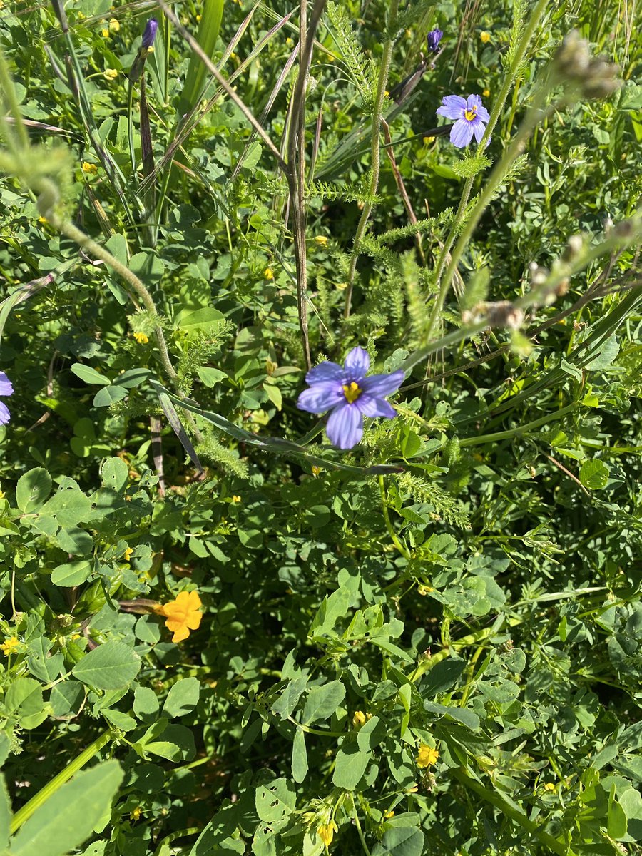 SFTIDA's tweet photo. Bioblitz!  This morning’s 6th Annual YBI Bioblitz with @SFEnvironment and @calacademy captured the flora, fauna and fungi of YBI on the @inaturalist app. Thanks to all participants and partners including CMG, @LEJ_EcoStewards @llasf CNPS and others! https://t.co/myrShew5v9