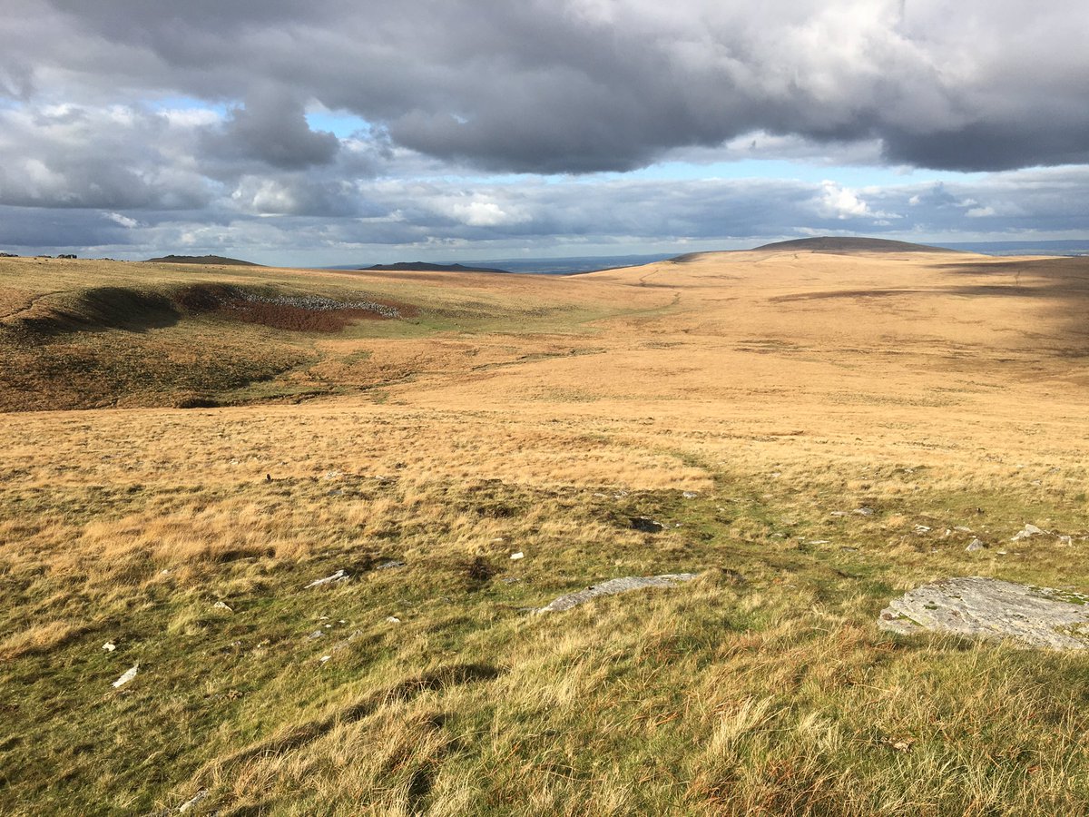 BenGoldsmith's tweet photo. Livestock farming on Dartmoor and in our other national parks is going to go one of *only* two ways:

Option 1) misguided farmers, their representatives, MPs and others successfully strong-arm @NaturalEngland into continuing the flow of taxpayers’ money towards maintaining the status quo. Livestock farmers on Dartmoor have received approximately £200 million of *your* money in the last 10 years for delivering nature recovery, and yet nature in the national park is in even worse shape today than it was at the start. Increasingly the public comes to understand that these bare, sheep-wrecked hillsides, devoid of trees, wildflowers, birdsong and wildlife, are anything but “natural”, and that hordes of heavily subsidised sheep are responsible. The social contract with such farmers breaks down irrevocably, and the government of the day decides to scrap these unjustifiable subsidies altogether. Farmers largely disappear from our national parks, in an irreversible social tragedy which could so easily have been avoided.

Option 2) farmers accept that millions of sheep in the uplands are not only hopelessly uneconomic, unable to deliver a decent living for anyone, but they are also the main obstacle standing in the way of meaningful nature recovery in our national parks. Communities of farmers come together and develop ambitious plans for restoring vital scrub and wildflower-rich woodland pastures across whole landscapes, by making the transition back to a more traditional, extensive way of farming using native horned cattle instead of sheep. New market opportunities emerge in natural capital and nature tourism, supplementing the generous payments provided by a grateful nation for the vital work these proud farmers are doing in our most cherished landscapes.

There is no Option 3. Farmers in our national parks ought to wake up and smell the coffee. No good can come of the kinds of games which are being played right now on Dartmoor. The UK has joined nearly all of the nations of the world in pledging to restore 30% of land and 30% of sea by 2030. If we are unable as a country even to do that in our national parks, then where? How? The writing really is on the wall and real change cannot come soon enough. farmers in our national parks should embrace it and lead the way.