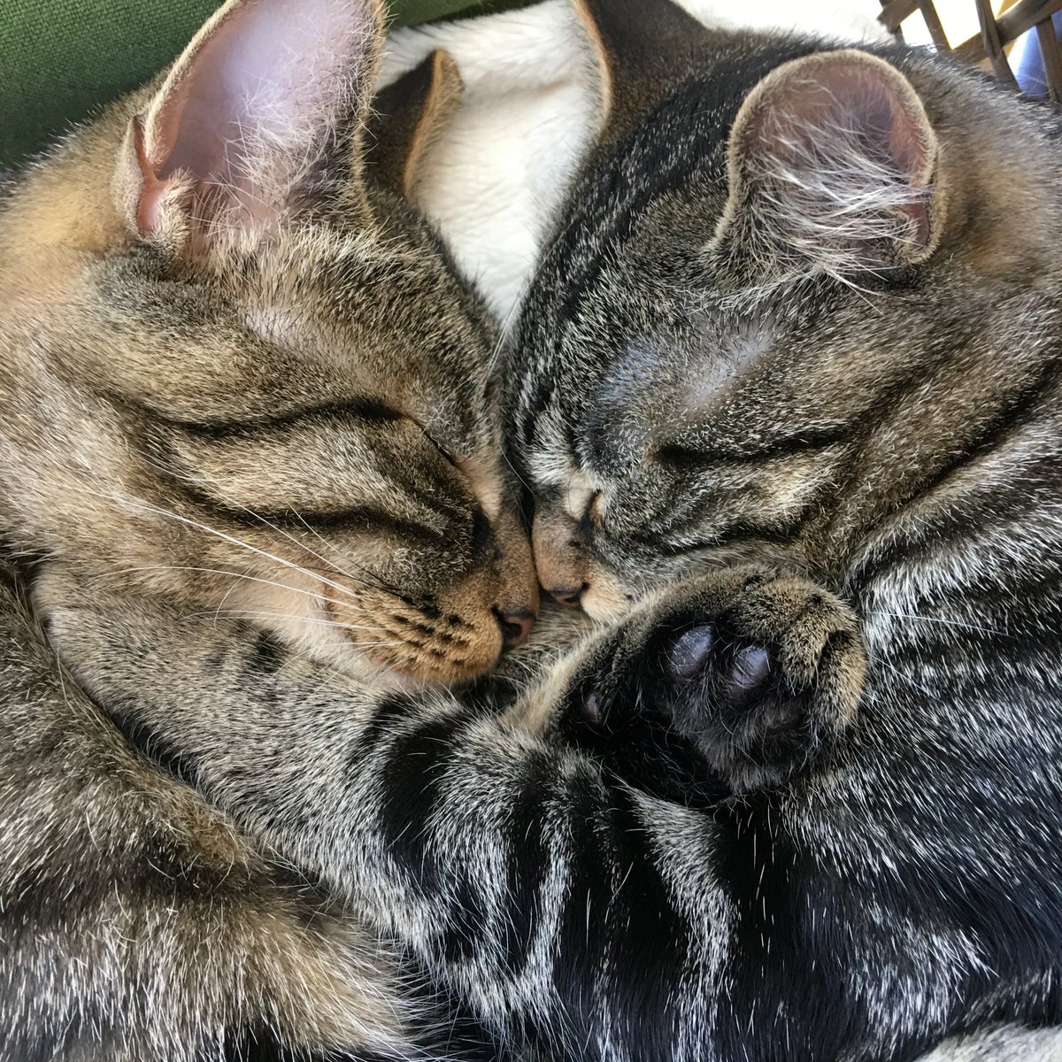 BarboReade's tweet photo. @buitengebieden @AmandaCaptures Forrest and Jenny, brother and sister rescues.❤️ https://t.co/Ou5PVaAq4g
