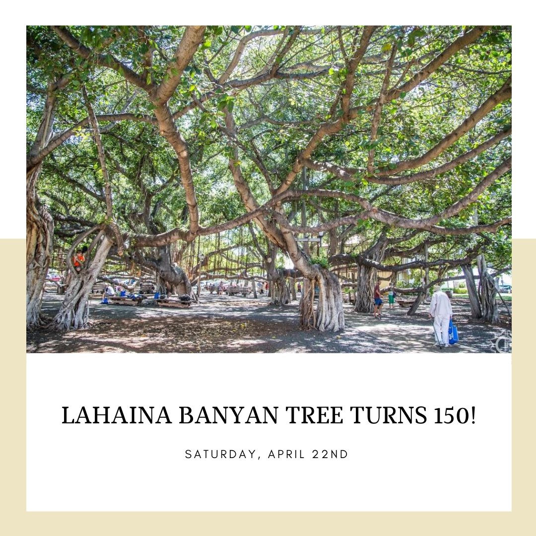 Earth Day – Saturday, April 22, coincides with the 150th birthday party of the Lahaina Banyan Tree! To celebrate, we will be hosting activities from 10:00am to 2:00pm that day. The schedule includes:
10 am – Noon Trivia Contest
10 am – 2 pm Keiki Art Contest Make a card with a Ba