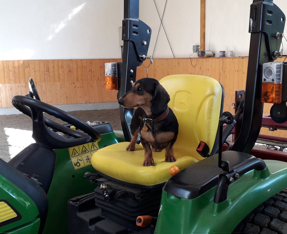 For #NationalPetDay I was going to post a picture of my hoomans but nobody wants to see that so here is me working hard as always.