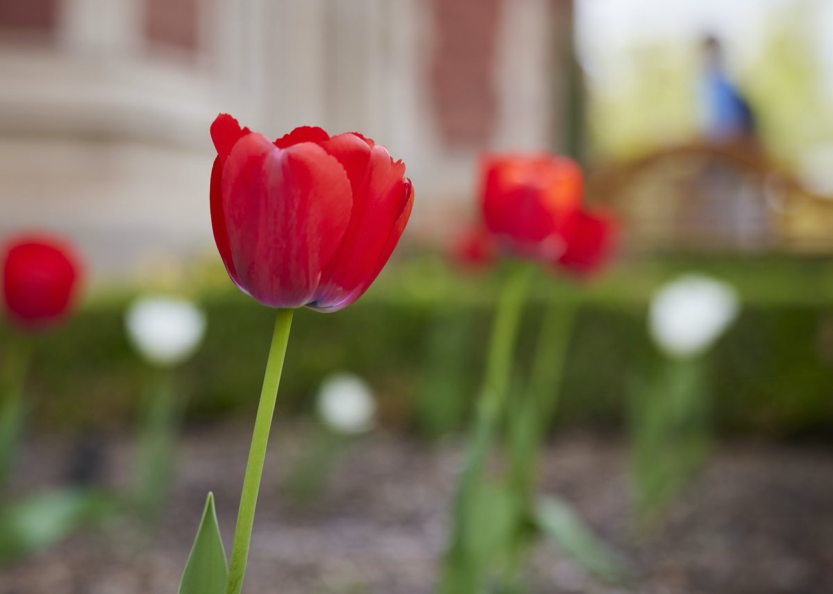 UofOklahoma's tweet photo. Colors proudly gleaming Red and White. ❤️🤍 https://t.co/uWsDSjR2Ku