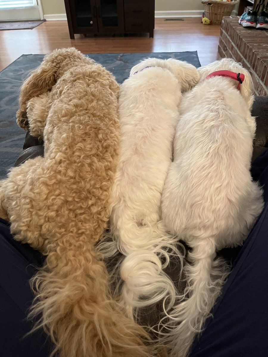 Colie_woods's tweet photo. @Goodable Daisy, Gracie, and Frodo 💕 https://t.co/WcbFUofFeG