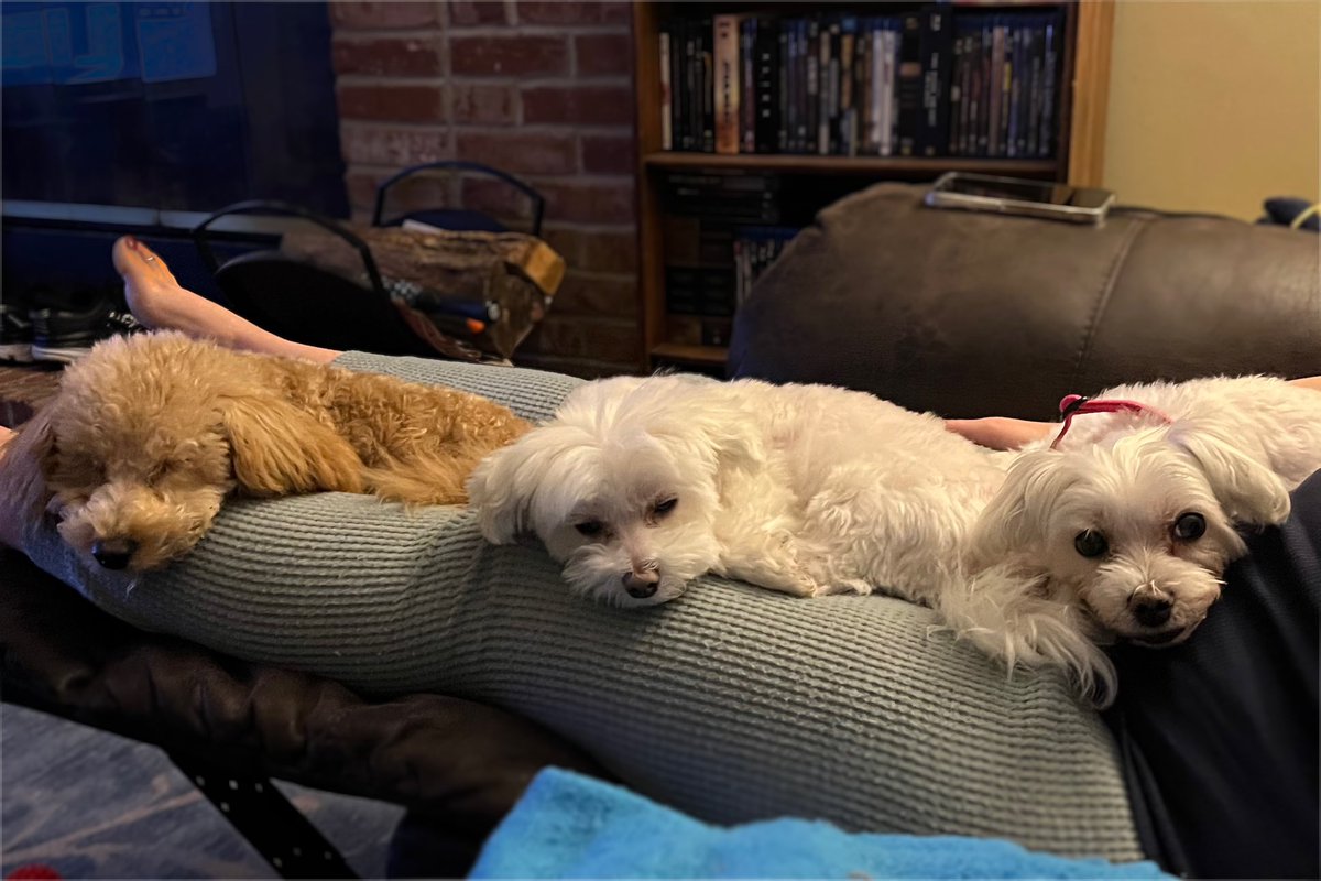 Colie_woods's tweet photo. @Goodable Daisy, Gracie, and Frodo 💕 https://t.co/WcbFUofFeG