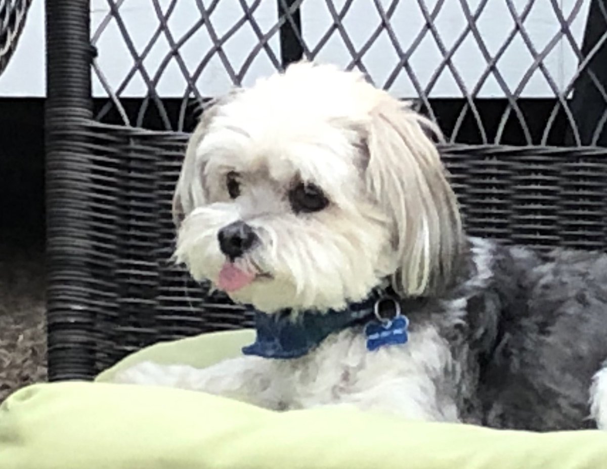 mandy_willenb's tweet photo. @buitengebieden @AmandaCaptures This is Gizmo https://t.co/lsYhMC2457