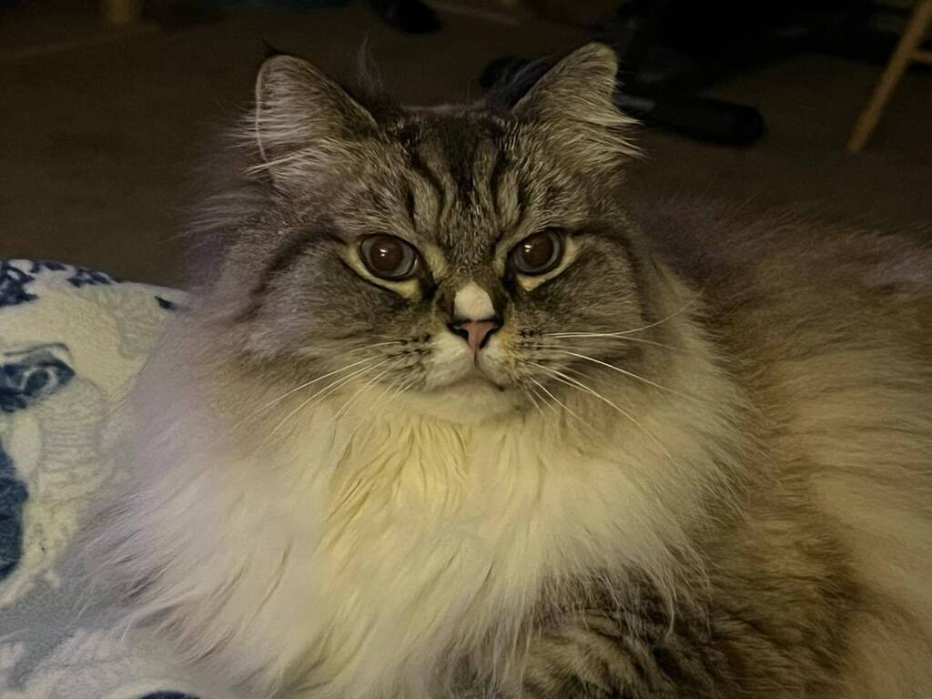mec2973's tweet photo. Last night Calvin knew it was fresh crunchie night (new bag of hard food) and started in around 8:15 pm trying to get me to feed him. He yelled and stared at me for 45 mins. 9 pm is when he is fed. He said he would leave a negative review due to the wait. https://t.co/EcbawLNyvn