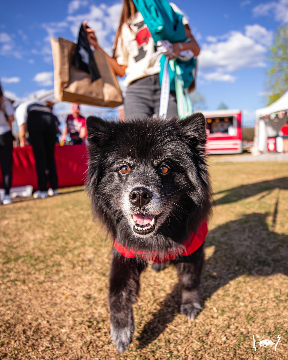 RazorbackBSB's tweet photo. We love very good baseball dogs https://t.co/UpZXEnM1W6